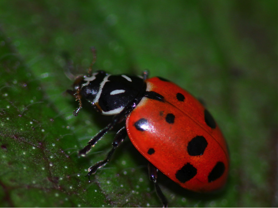 Pictures Of The Largest Ladybug 107